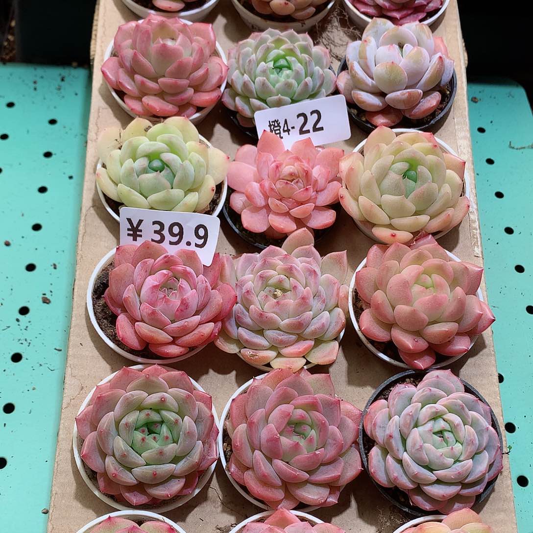 4-22一物一拍带盆18颗