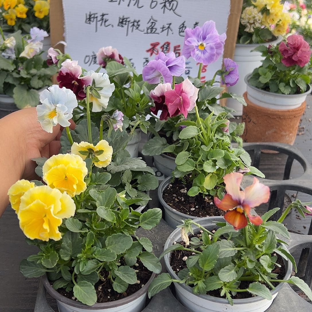 大部分花苞少量开放016号