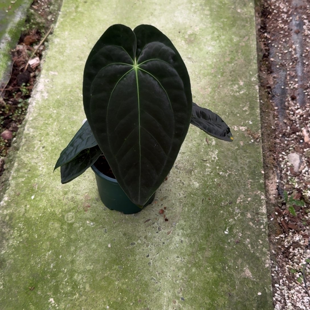 无花朵印尼戴斯杂帝王
