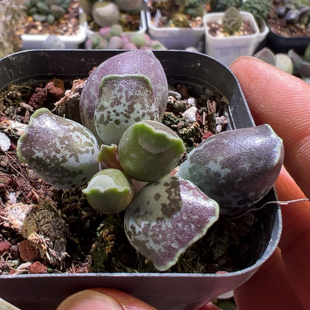 紫斑宽叶胖子海豹多肉植物