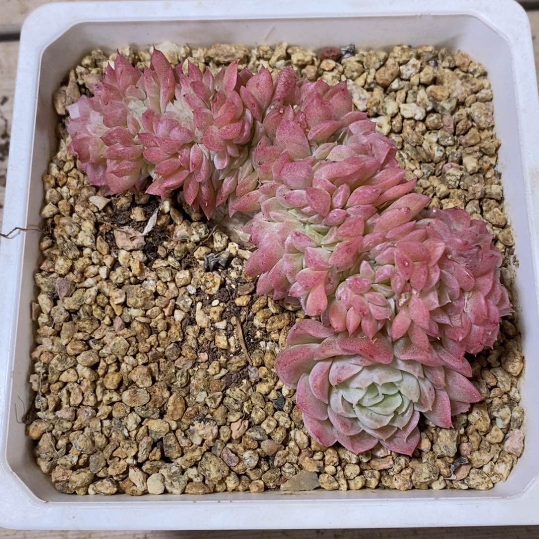 可问主播品种，下滑链接更多品种多肉选择_36