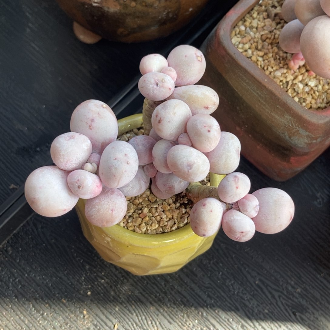 翩然原始奶酪专拍