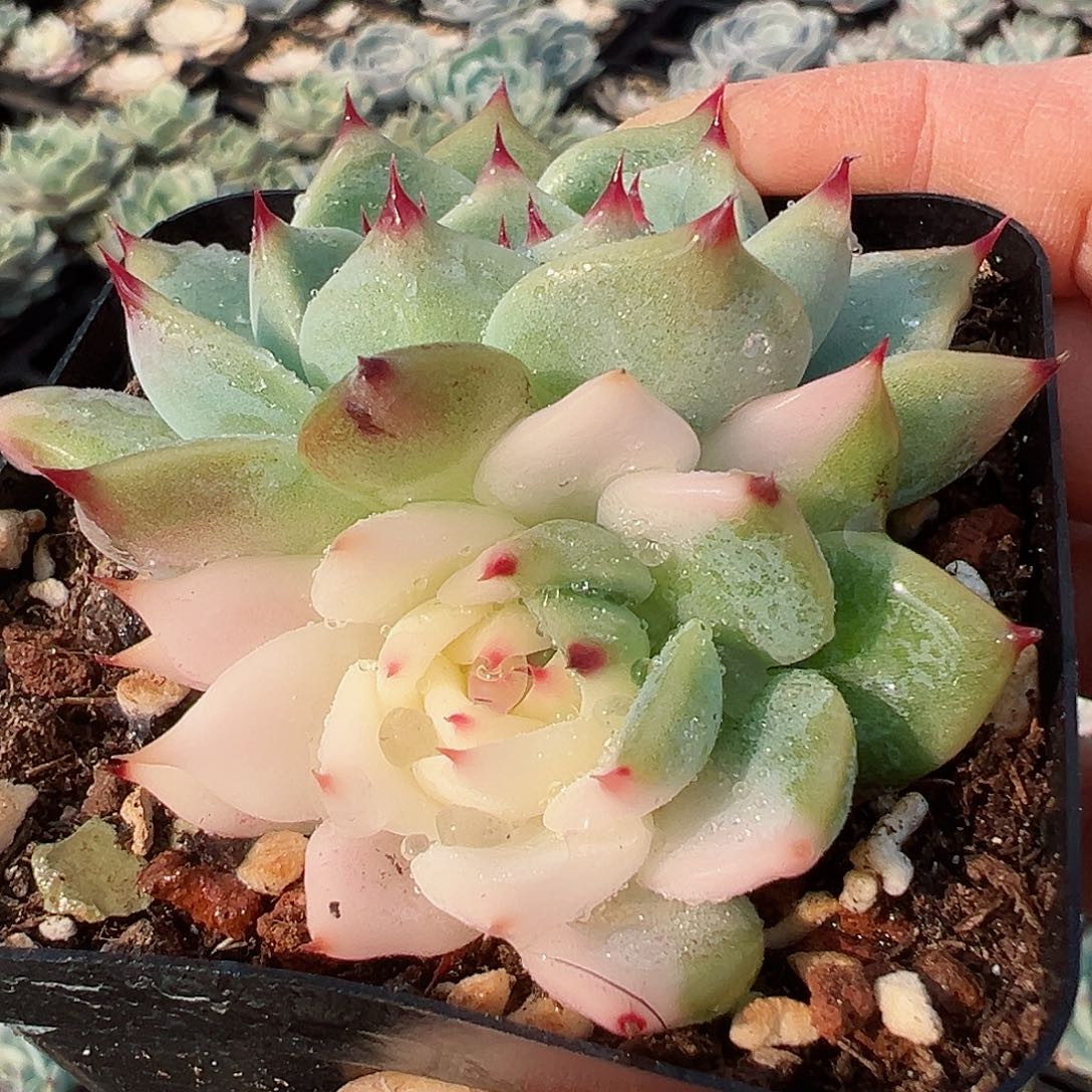 吉娃娃锦，多肉植物