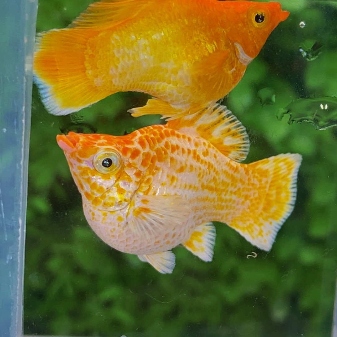 孔雀鱼圆尾柠檬一对