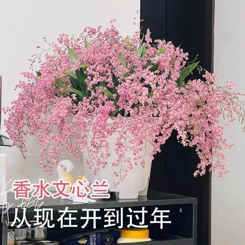 光棕粉梦香兰盆栽有奶香味花期长适合客厅阳台摆放