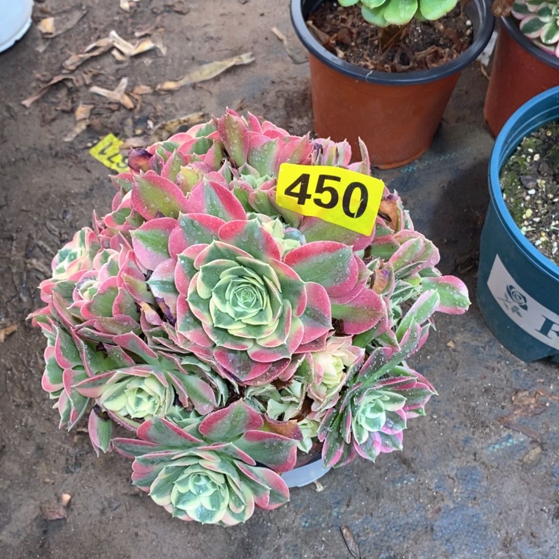 白凤多肉植物450