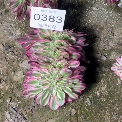 倾城缀多肉多肉0383