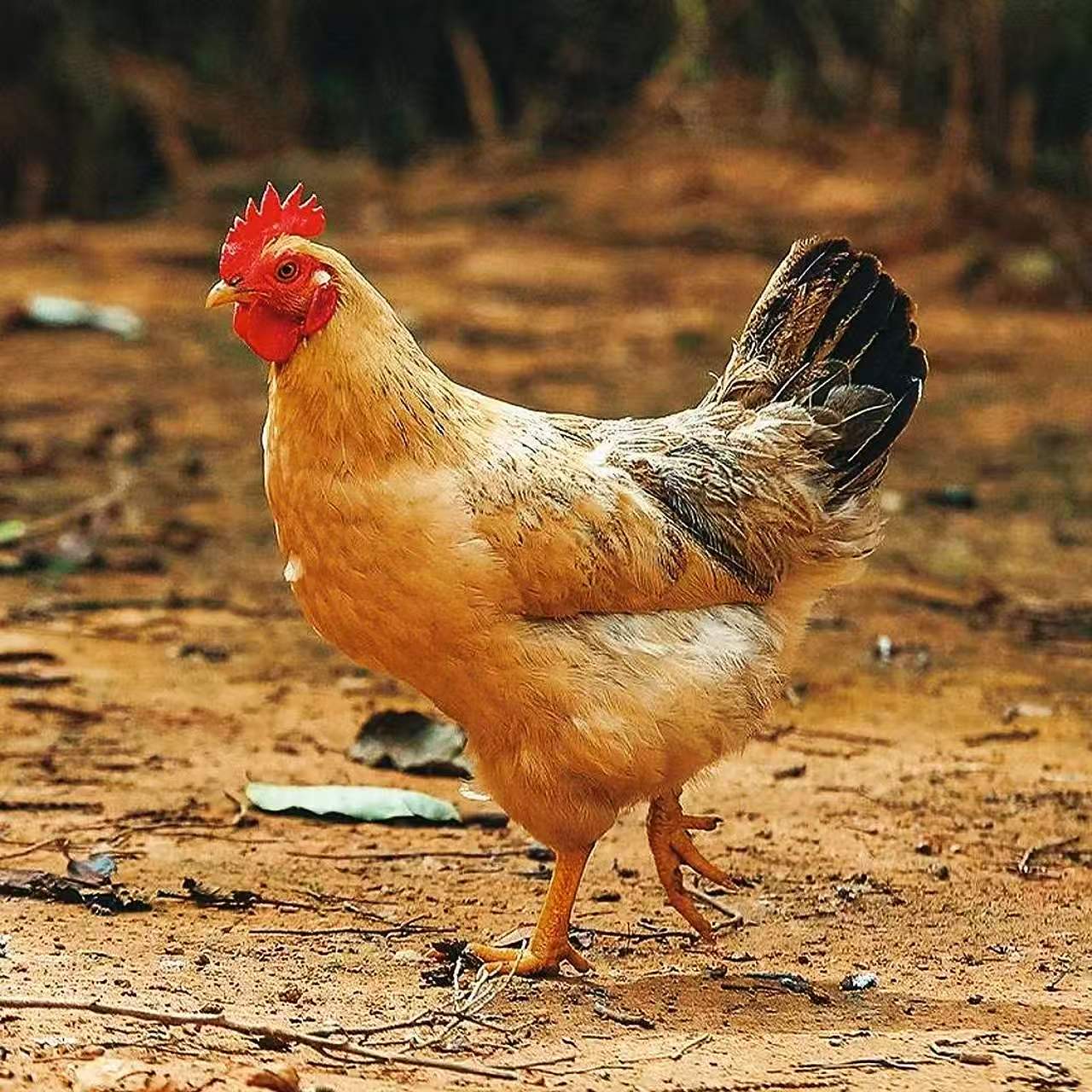 农家散养黄油老母鸡新鲜现杀