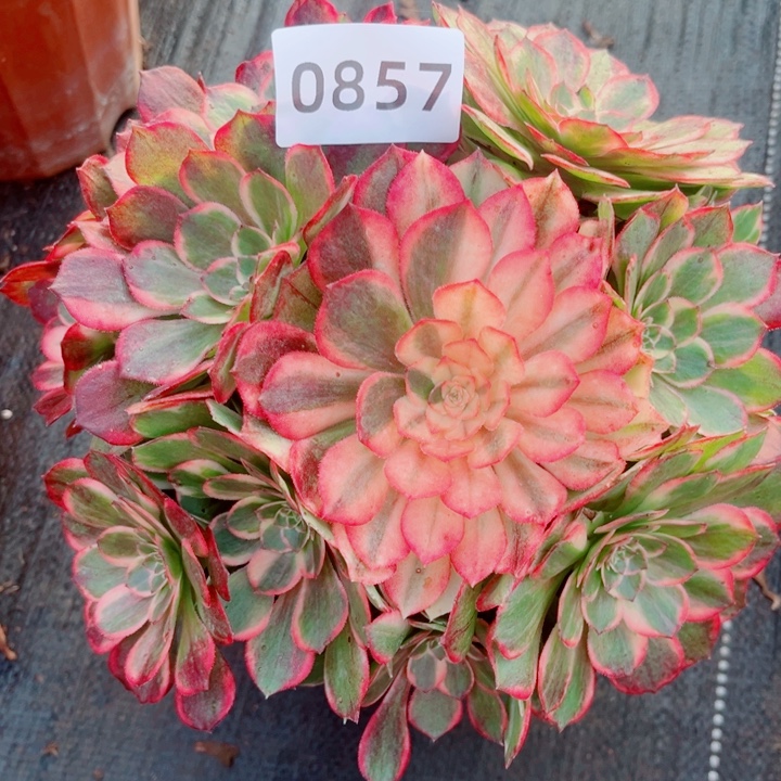 新品黑魔锦多肉发货