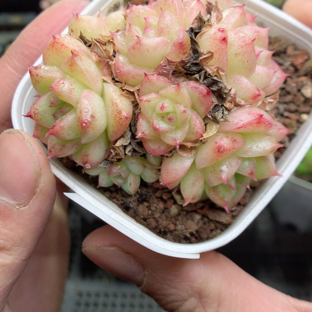 Q26y y y y y y y y y y