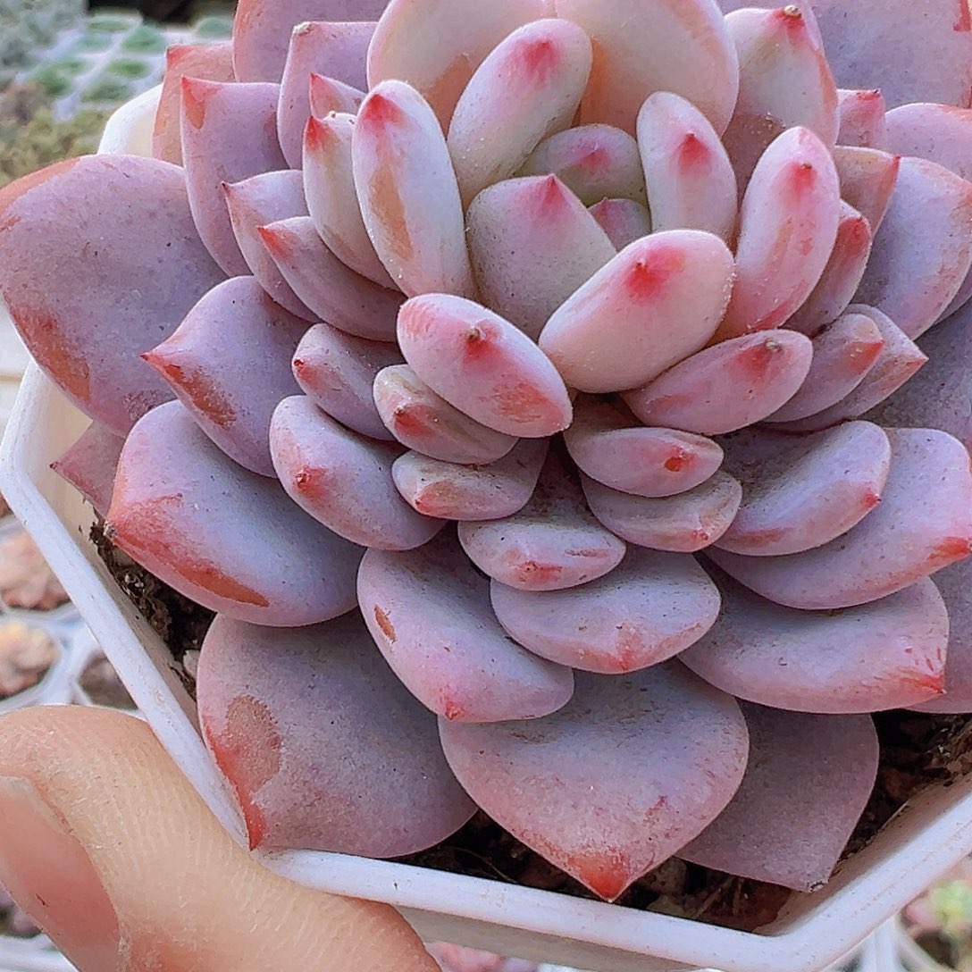 大星星橙单头19包邮多肉