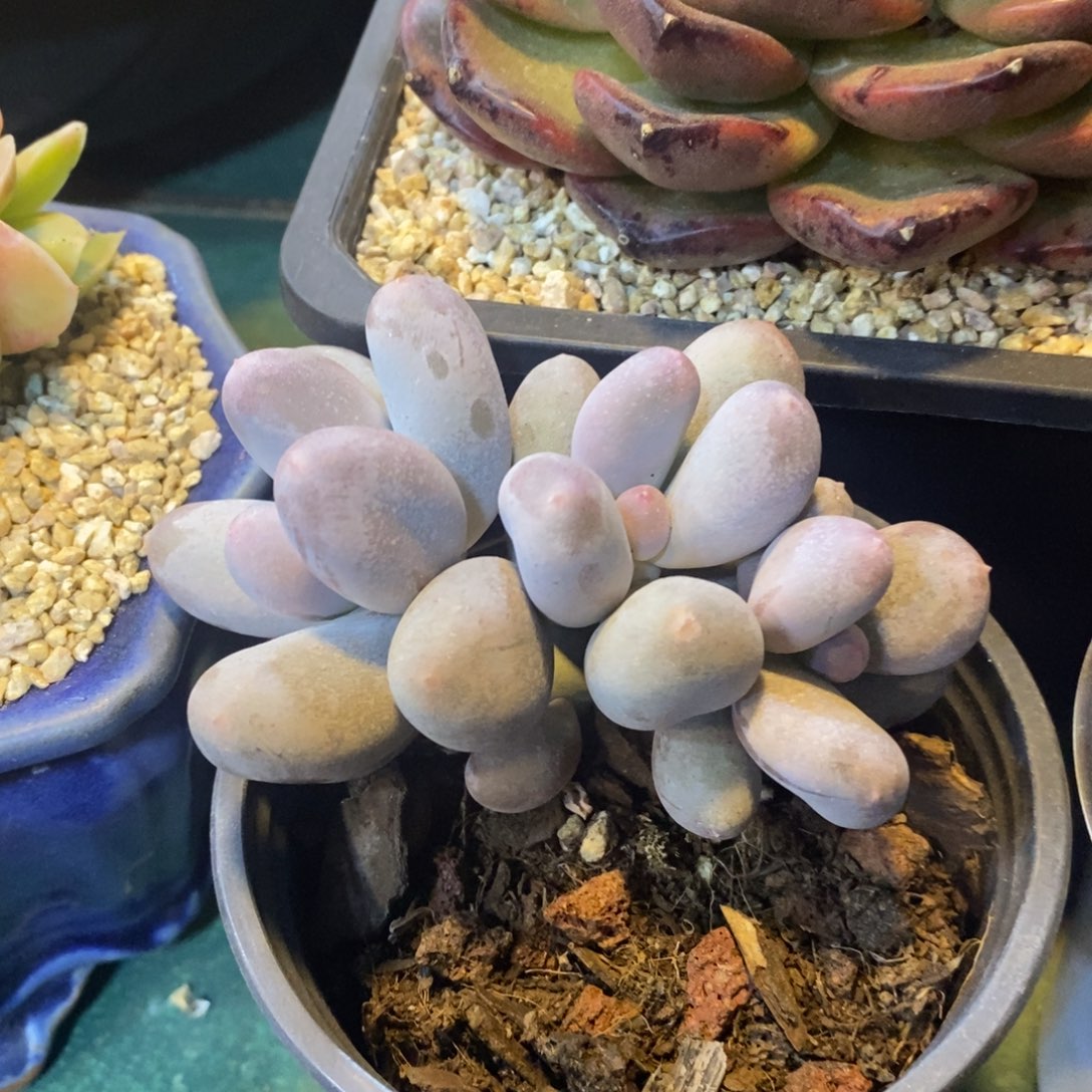 自然群米可奶酪，1234567894