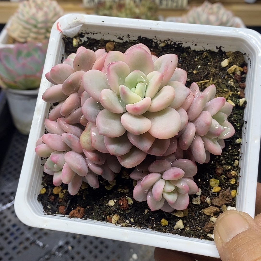 10220 白马覆轮锦 5 头自然群 需延时发货