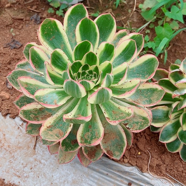青莲多肉植物大战