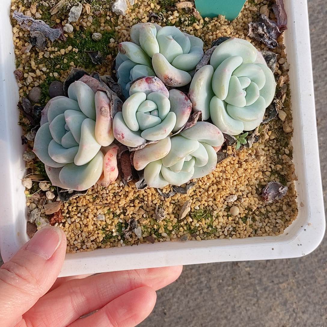 依*742多肉植物老桩