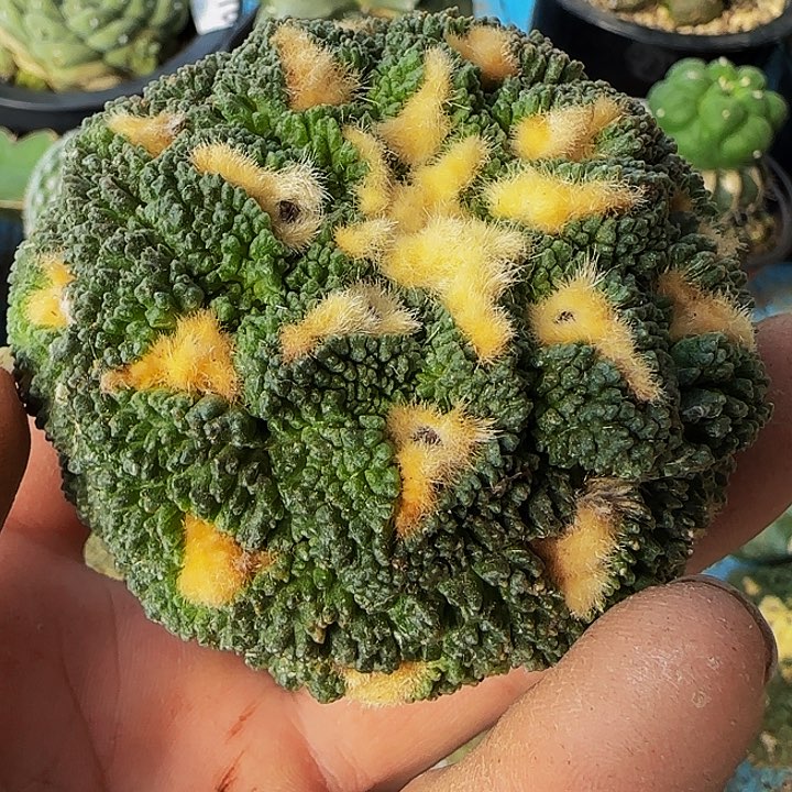 哥斯拉578萝卜根