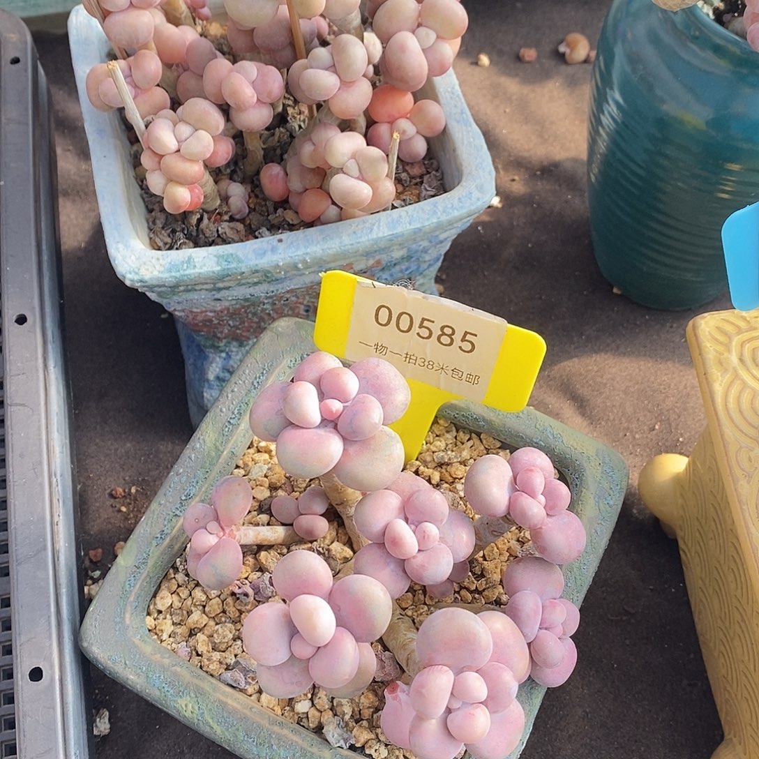 00585，哦没哭low咯哦哦哦