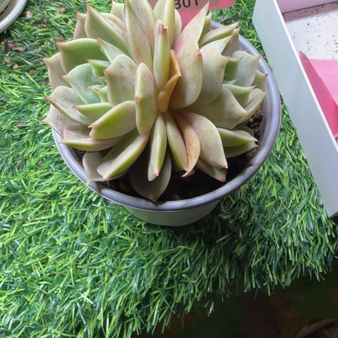 尋*锦安精品多肉植物301