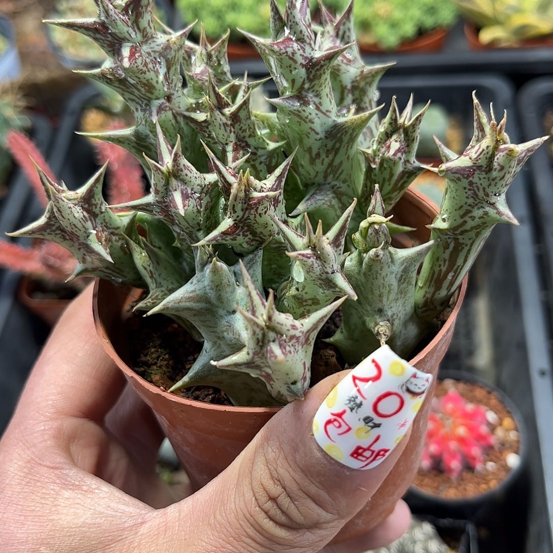 紫龙角单头发货有根发货