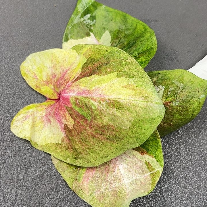 91-0614月亮光辉现货直发