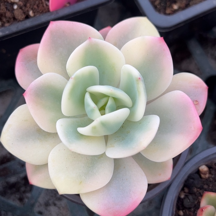 白月光锦一物一拍锦龙