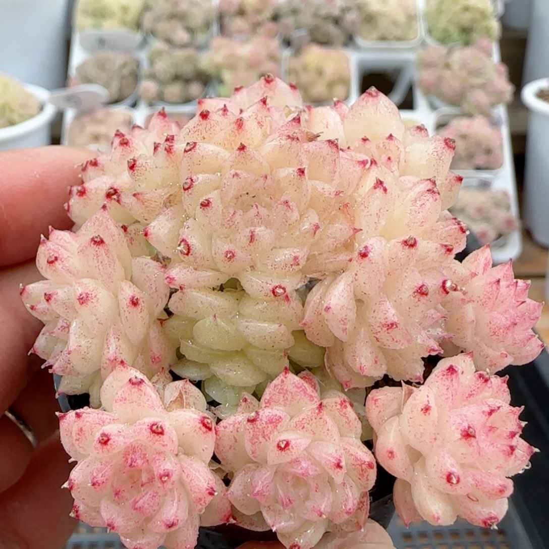 【闪购商品】0128-24油透麦杆