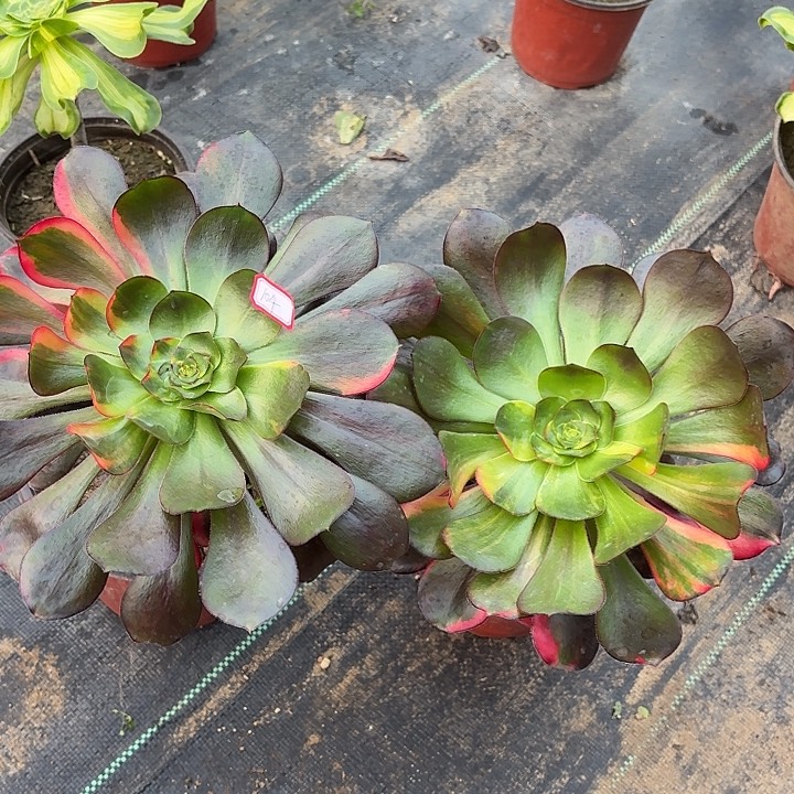 巫毒组合两个104多肉植物