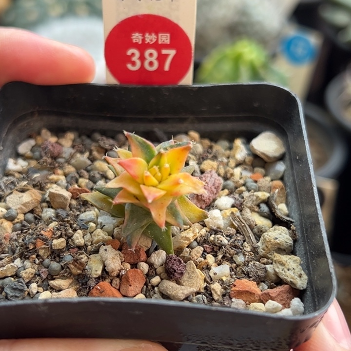 实生帝冠锦一棵2.4cm