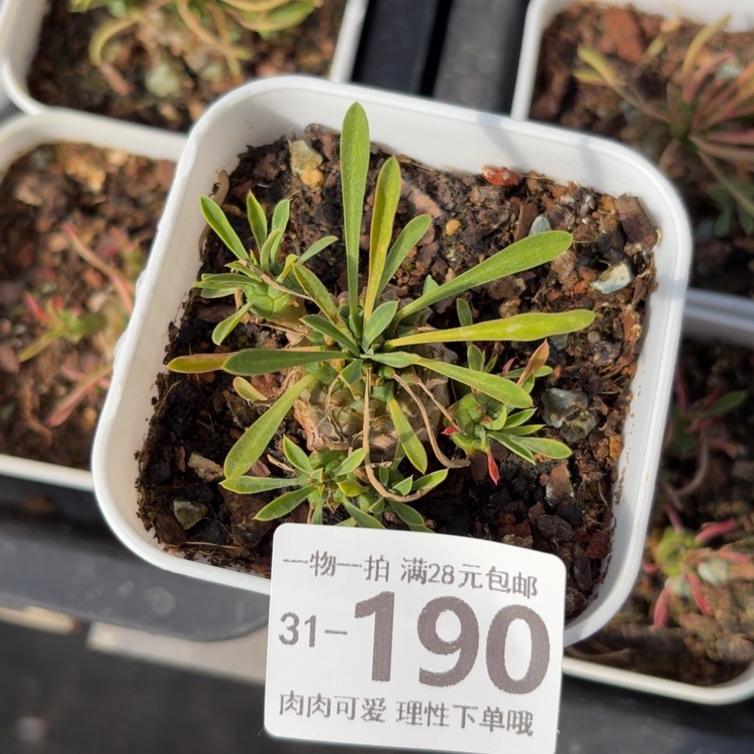 铁甲王多肉无盆土发货