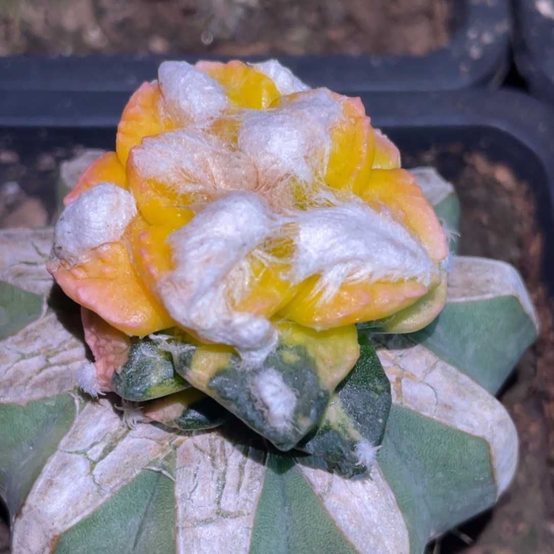 全部花朵花丝叶锦牡丹锦005