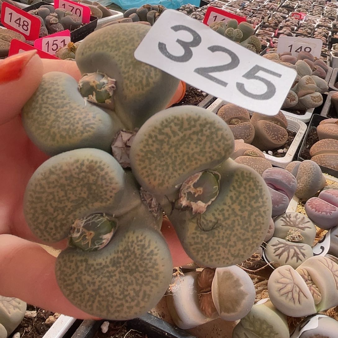 生石花一颗32500