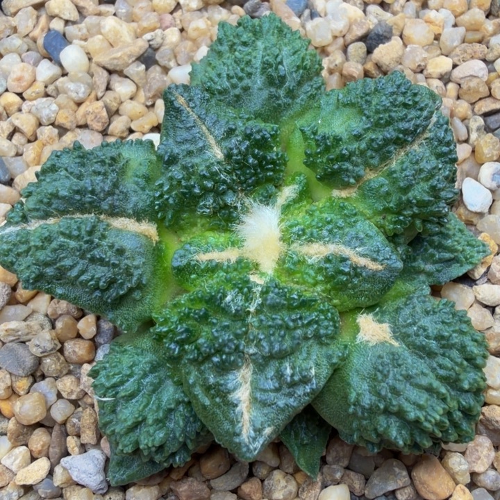 外星怒家的黑哥斯拉