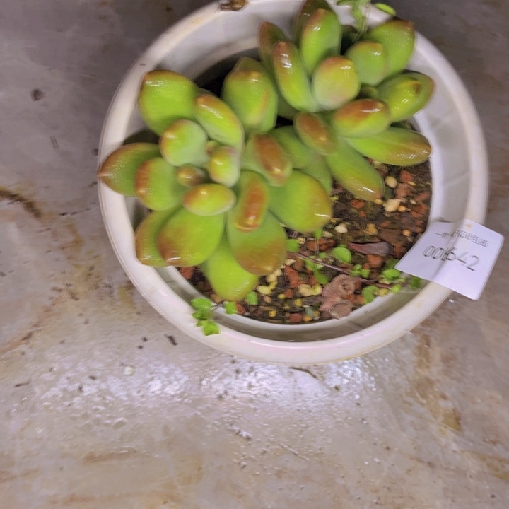 包***头多肉一物一拍6642