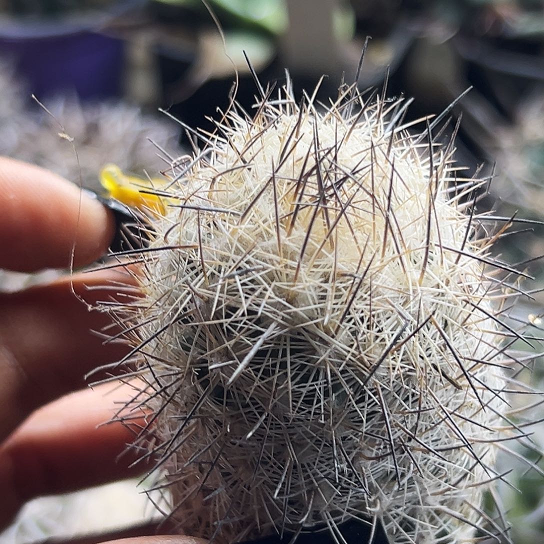 藤荣丸仙人球66666666