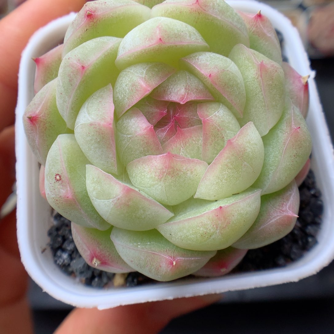 多肉植物。 麦秆16