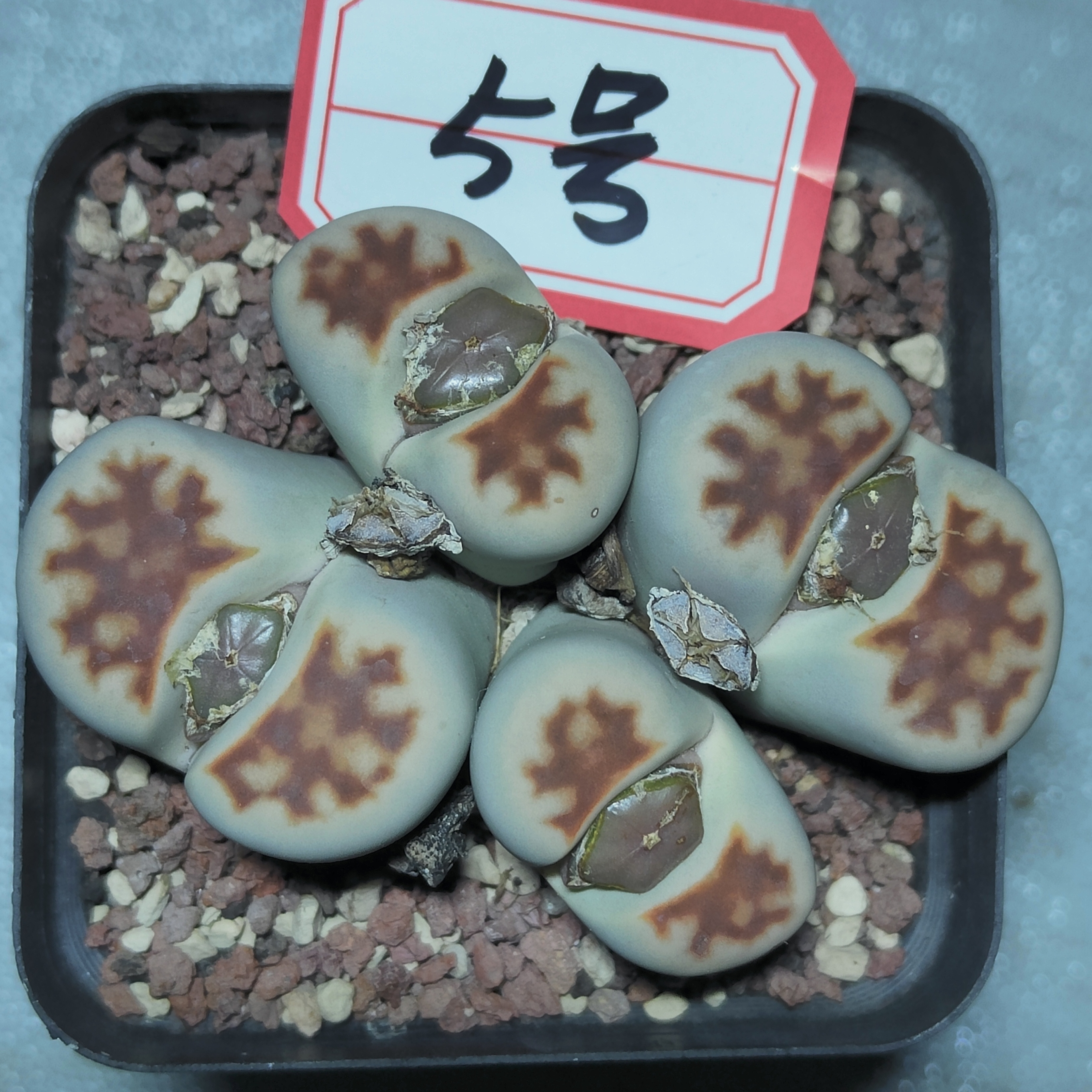 一物一拍母本topred群5号