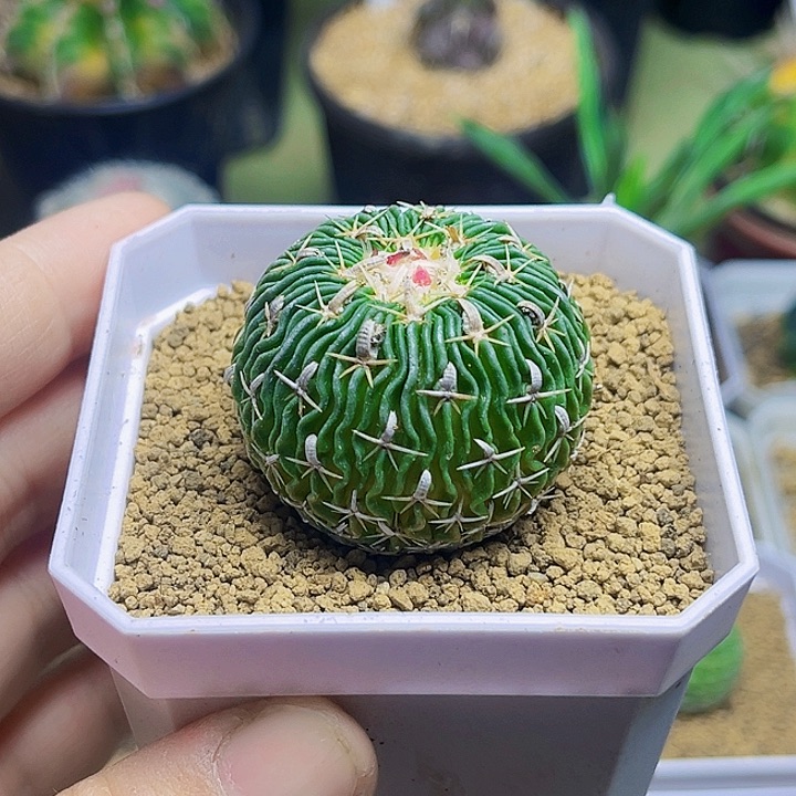 太刀岚实生球3.8公分