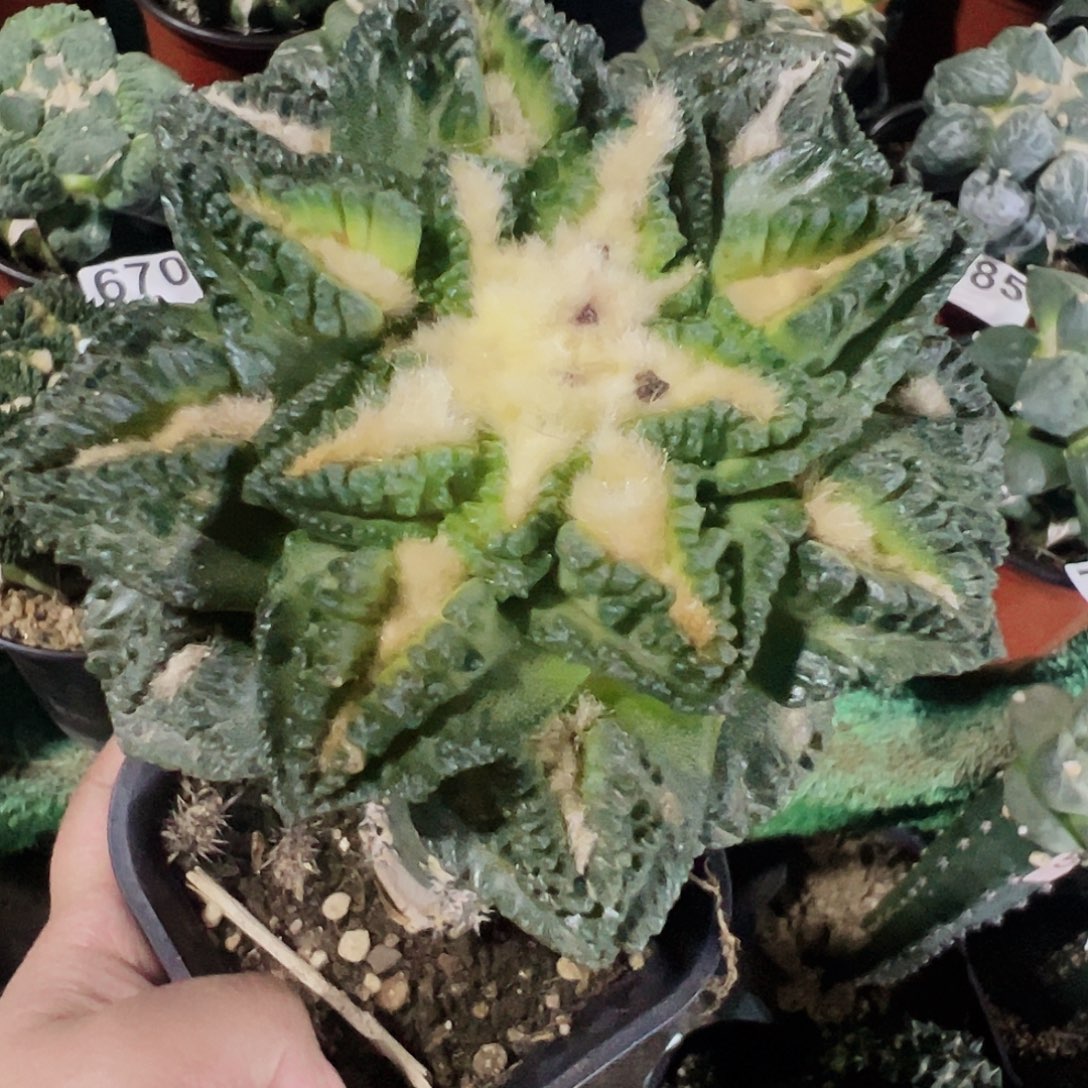 无花朵隔尤猫眼辛顿958