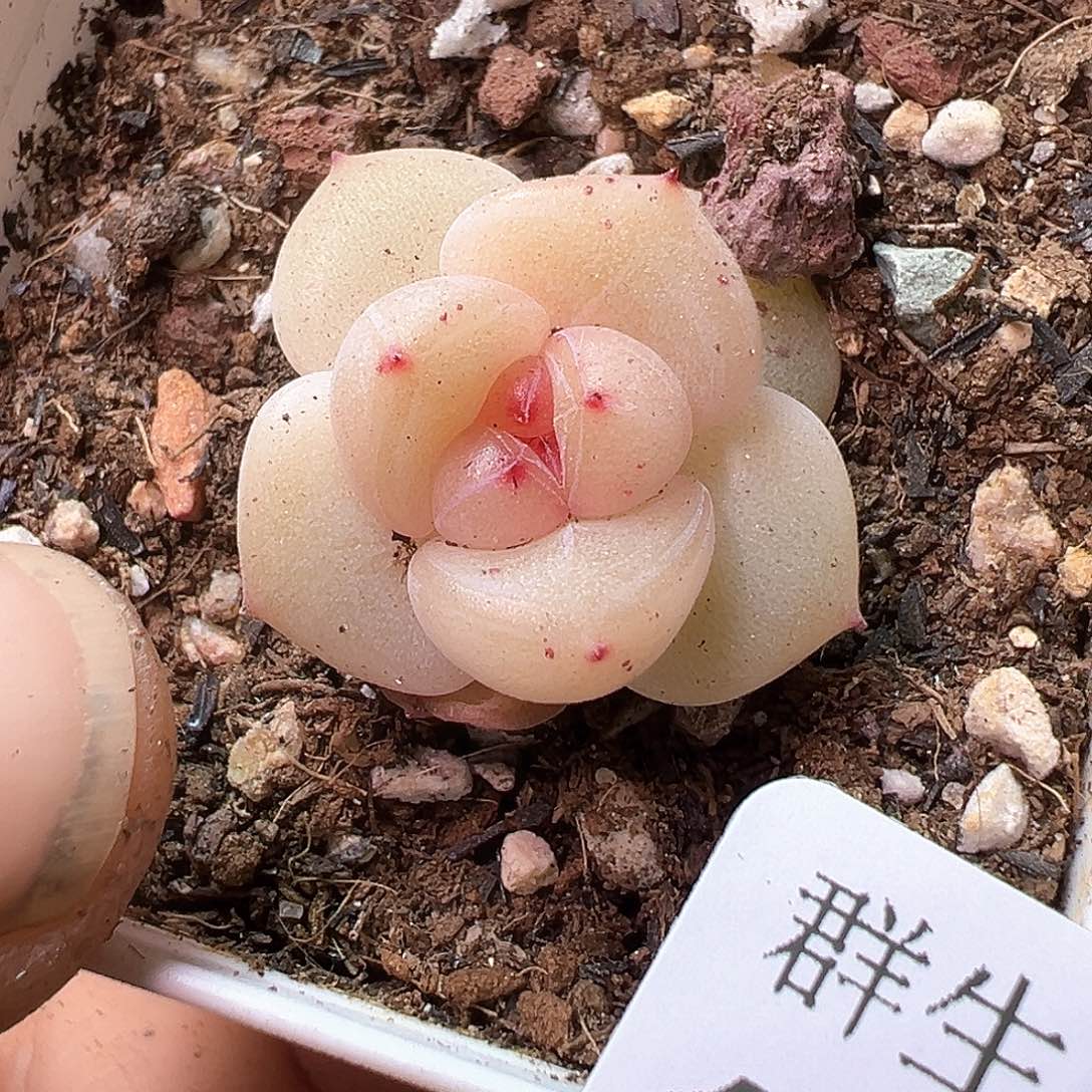 南*小卡拉米糖心一物一拍14-249