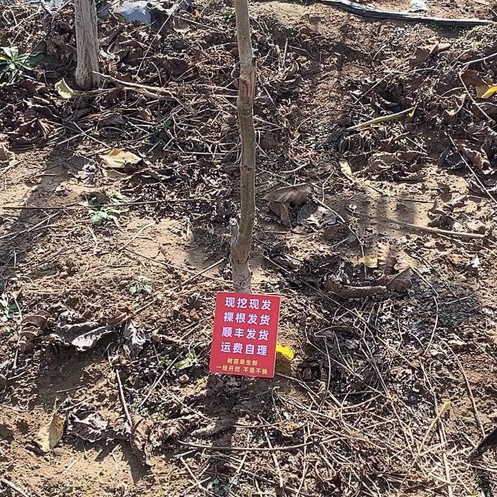 袁***吊坠文玩核桃铁锤