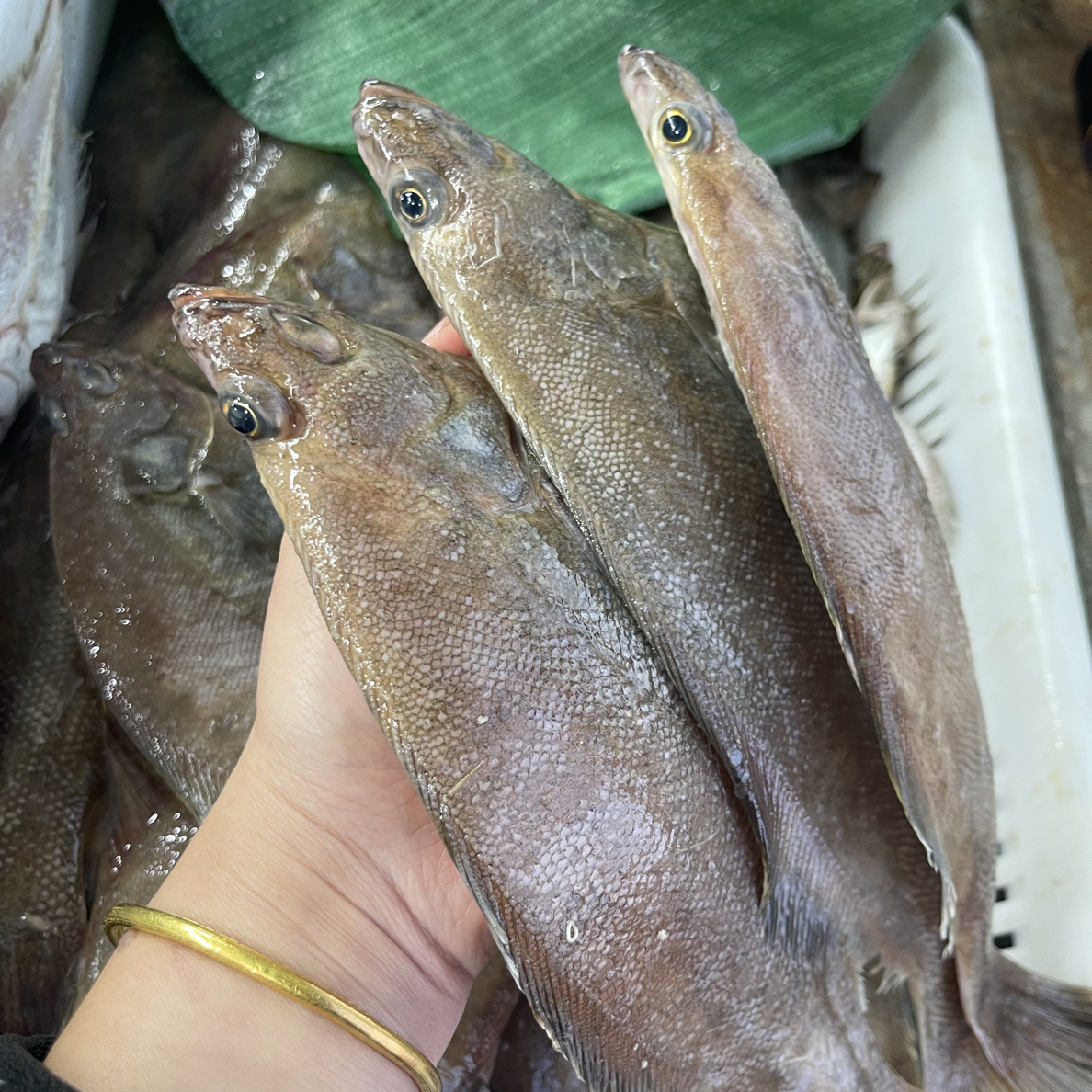 大连野生兜网偏口鱼4斤，干冰速冻发货顺丰包邮