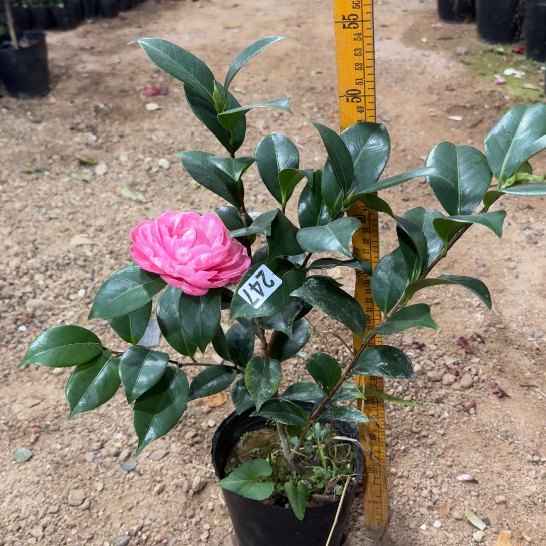 少量花朵（建议范围：2朵-5朵 或40%以下）247复红乔也叫粉乔 2个包