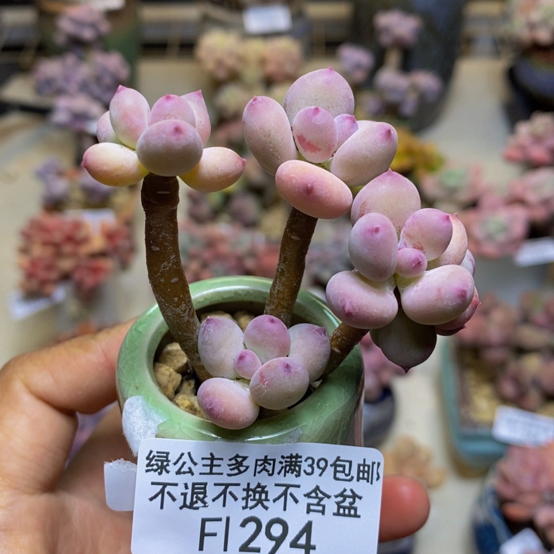 294苹果奶四代多肉4c m