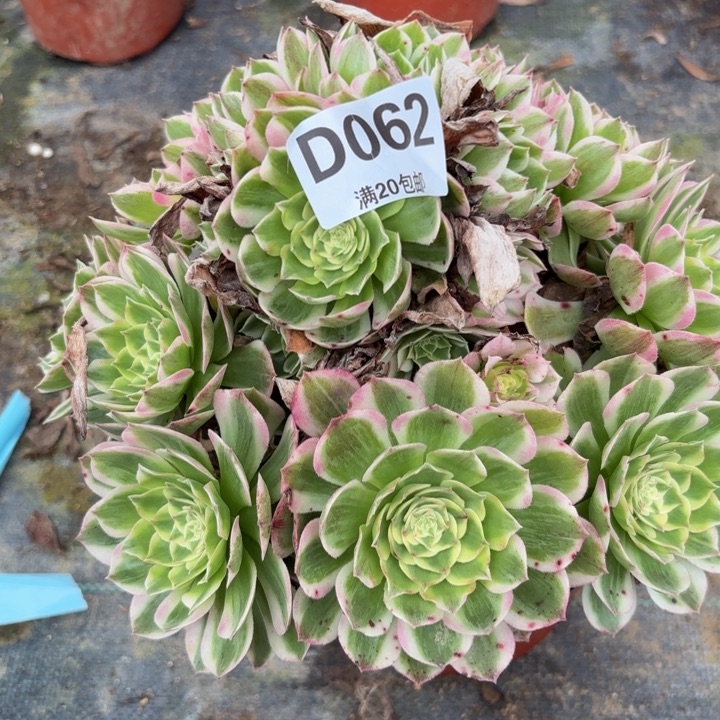 瑞妈多肉植物062.