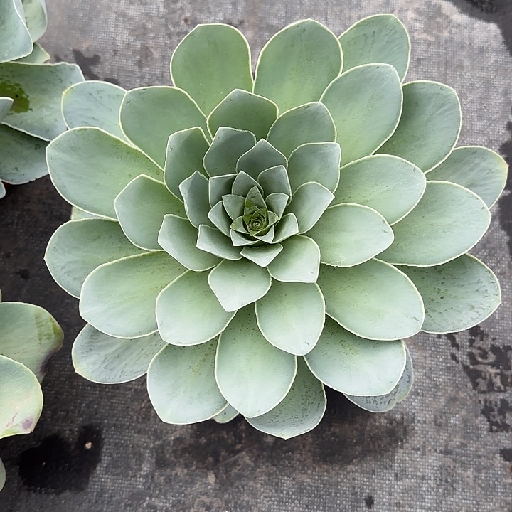 诚***欣山地玫瑰一物一拍脱土发