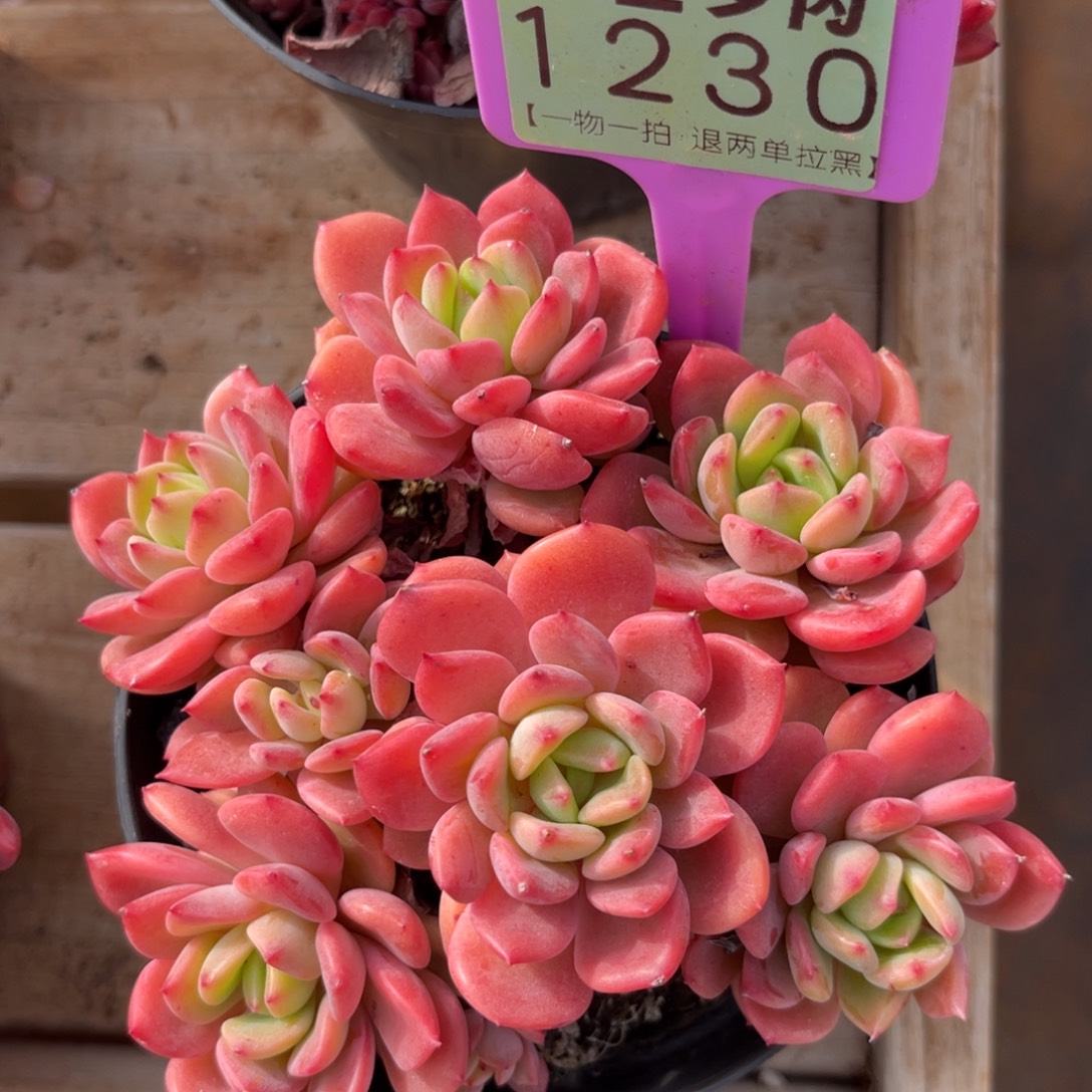 云尘多肉一物一拍1230