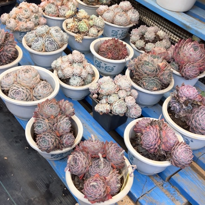 杂交处理脱土发货