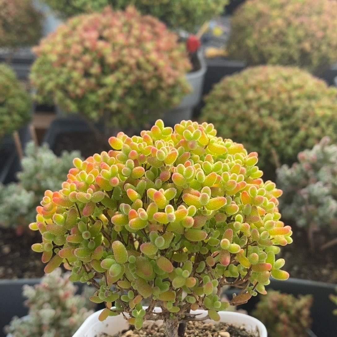 冷****蜜橘糖球2463枝干番杏