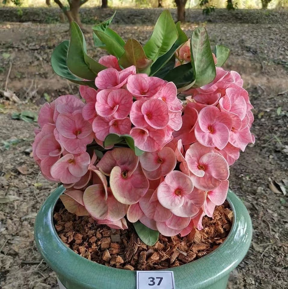 美花大戟盲盒一物一拍