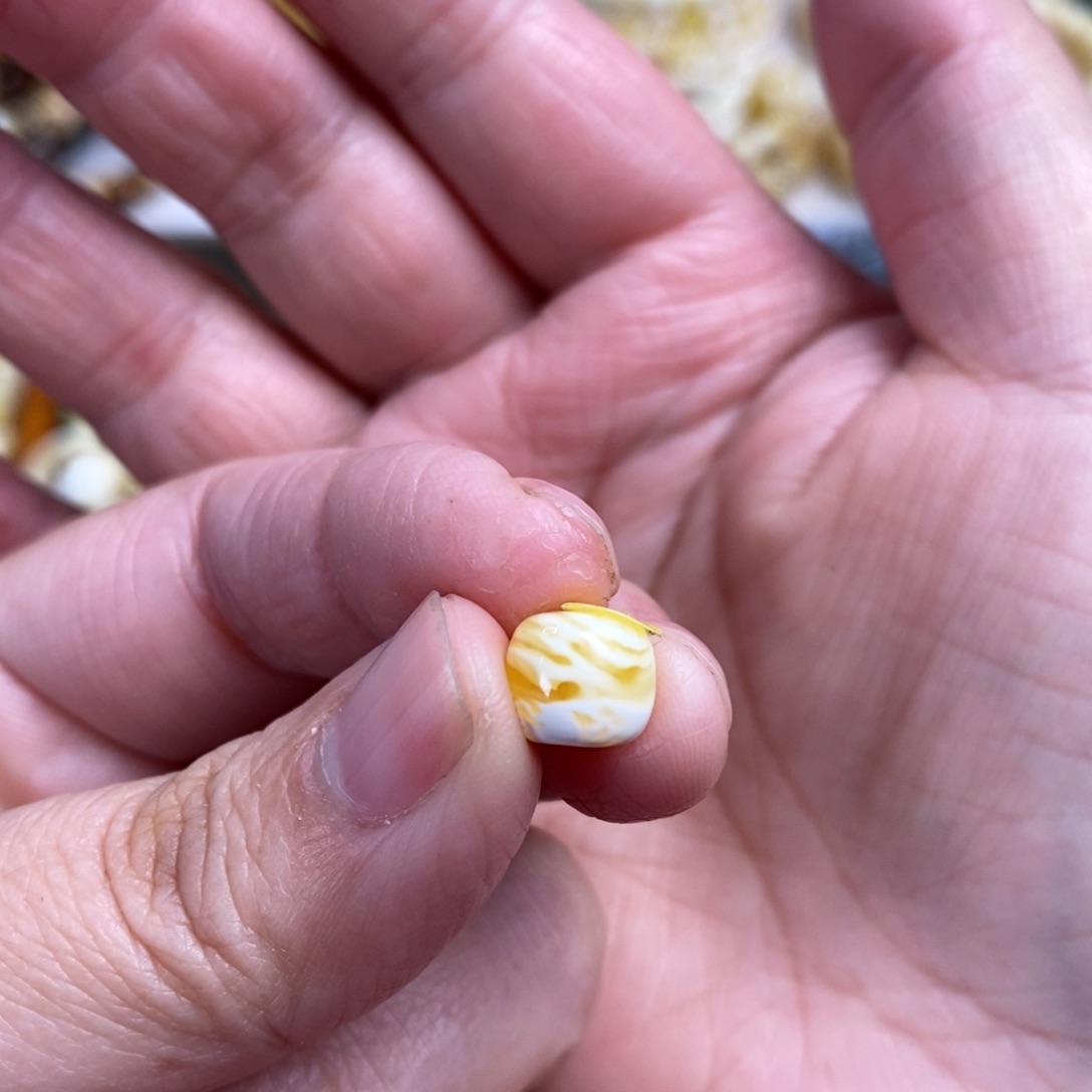 琥珀裸石未镶嵌金拉丝纹老型单珠8.6